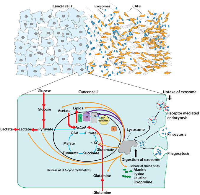 Dissecting Metabolic Influences of Tumor Microenvironment
