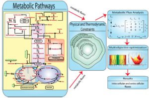Metabolic Pathways figure